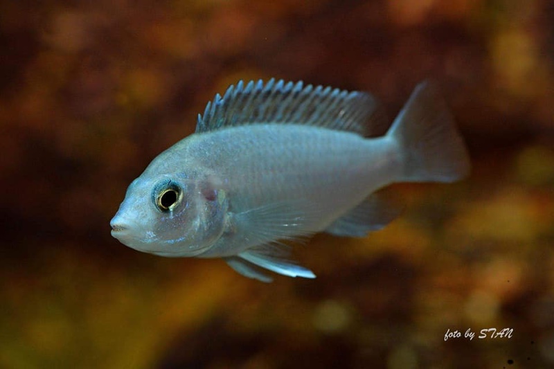 Labidochromis chisumulae 'Chizumulu Island'